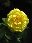 rose yellow