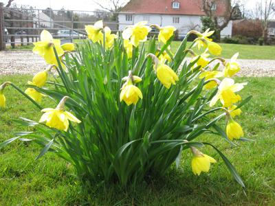 Daffodils