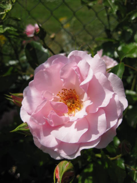 Photograph of a flower to accompany poems about flowers. pink climbing rose flower