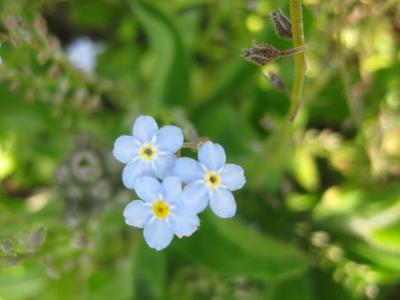 forget me nots