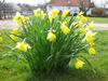 Daffodils