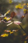 Autumn Leaves in Rain